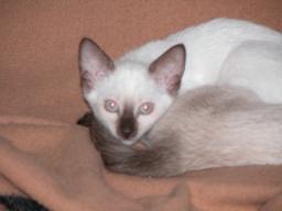 kittens - 071007 04